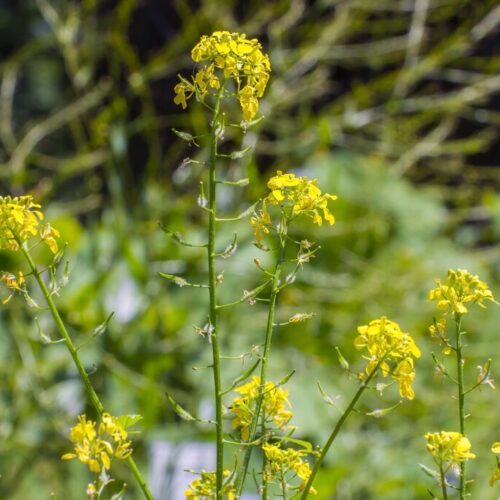 ØkoFrø Gul Sennep Frø