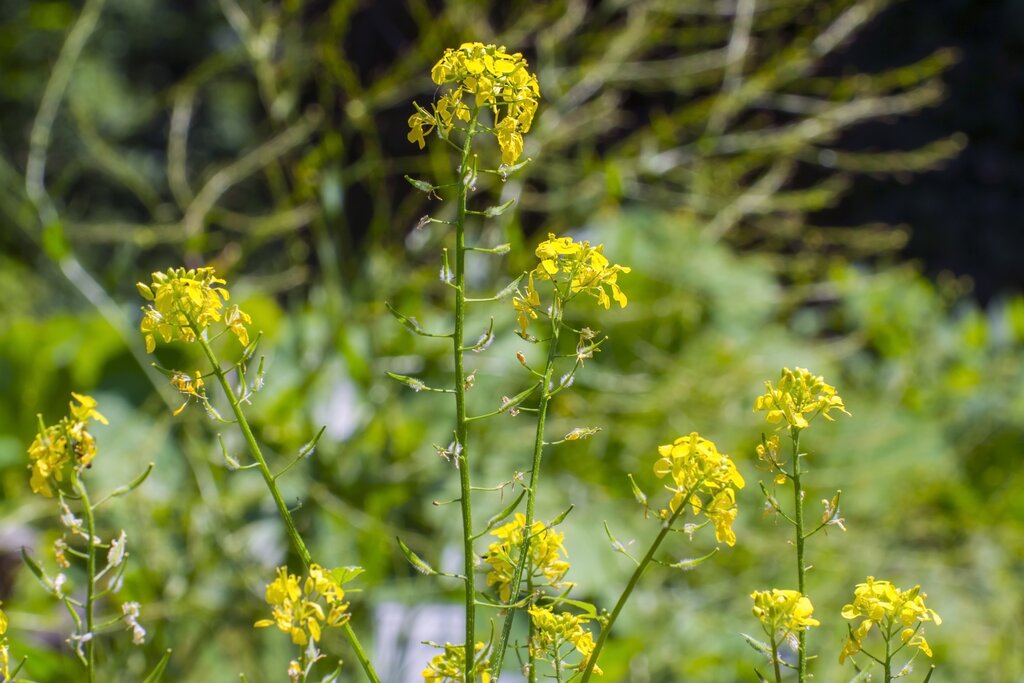 ØkoFrø Gul Sennep Frø