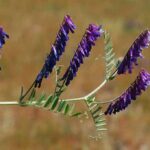 N-fix EAG-blanding 4