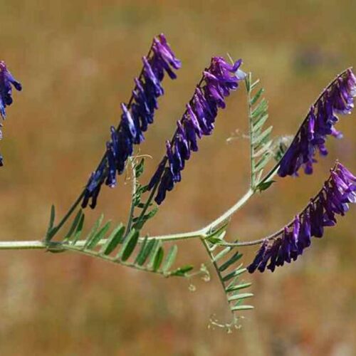 N-fix EAG-blanding 4