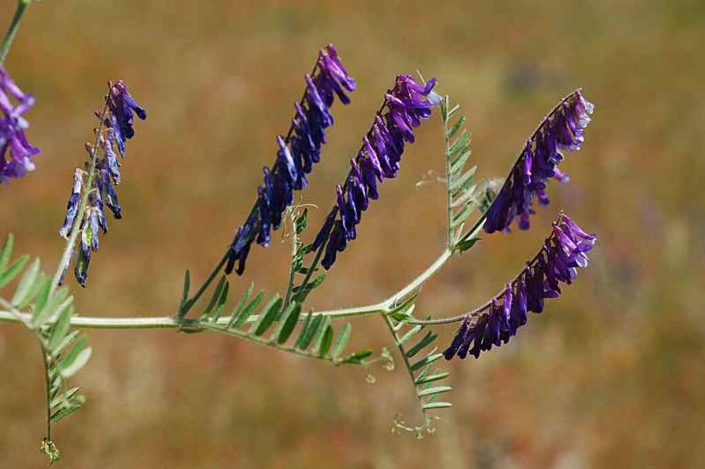 N-fix EAG-blanding 4