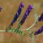 N-fix EAG-blanding 2