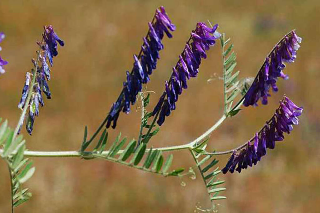 N-fix EAG-blanding 2