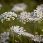 ØkoFrø Vild Gulerod