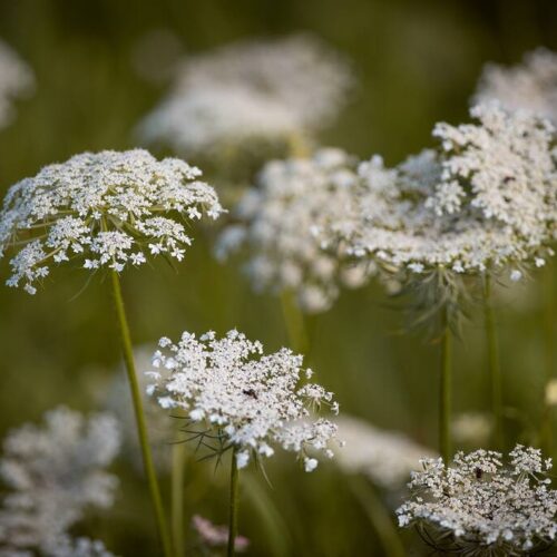 ØkoFrø Vild Gulerod