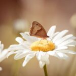 Nordsjællandske Faunastriber