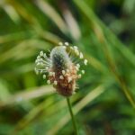 ØkoFrø Lancetbladet vejbred ca.8000 frø