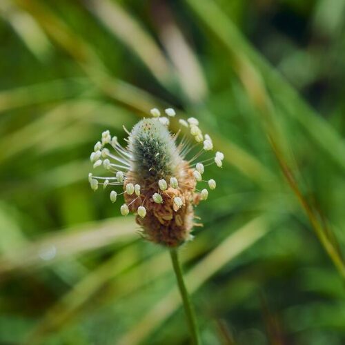 ØkoFrø Lancetbladet vejbred ca.8000 frø