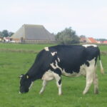 ØkoFrø - 973 Flintholm