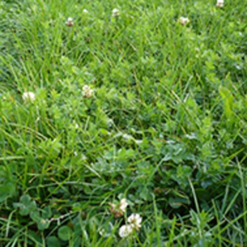 N-fix Undersåning 2