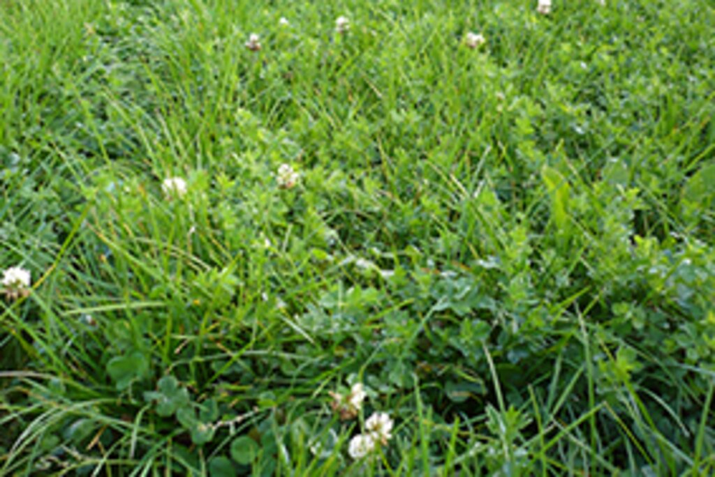 N-fix Undersåning 2