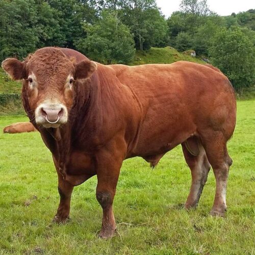 Kødkvæg Opti