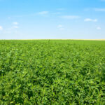 N-fix Undersåning 5