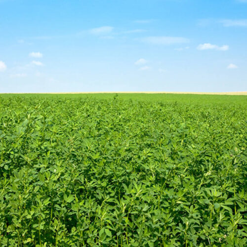 N-fix Undersåning 5