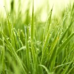 Alm. rajgræs Karatos t.T