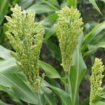 Sorghum