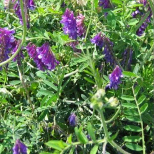 ØkoFrø Sommervikke