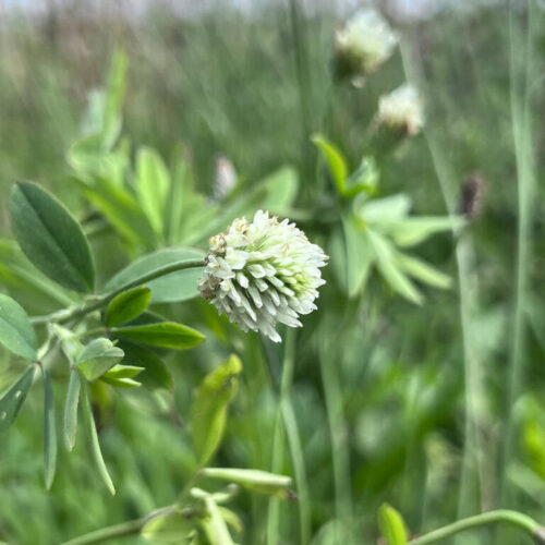 ØkoFrø Aleksandriner kløver Frø
