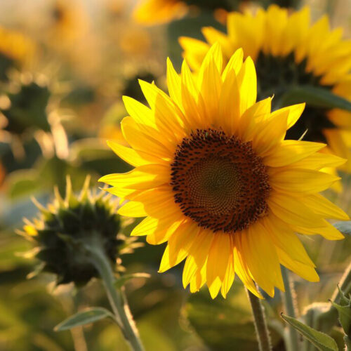 Solsikke Peredovick 10 kg