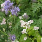 Blomsterblanding flerårig