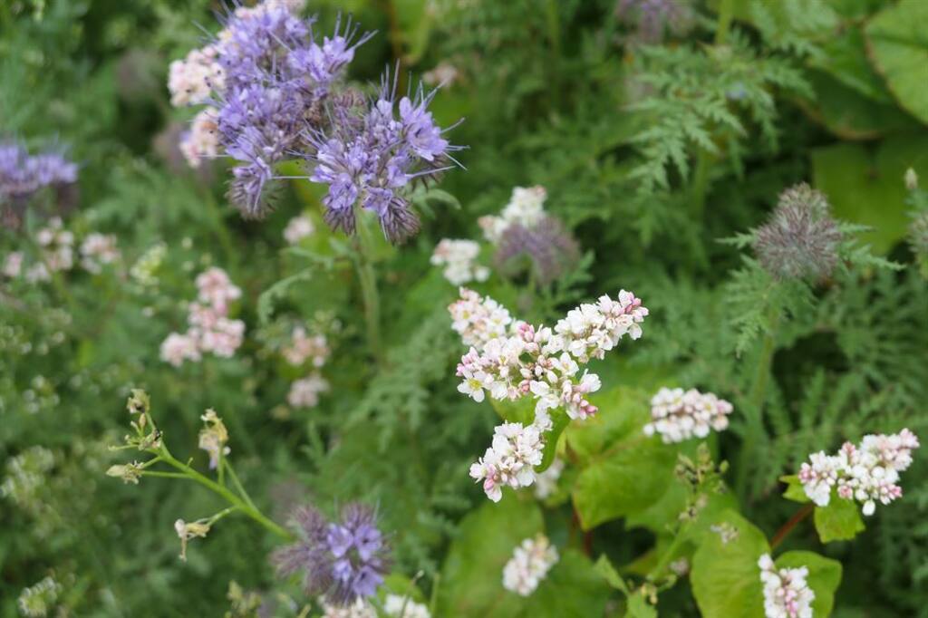 Blomsterblanding flerårig