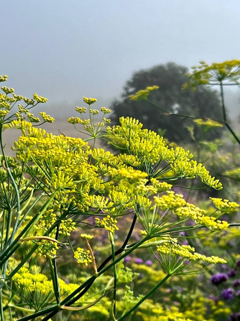 Spiselige blomster Frømix - Billede 6
