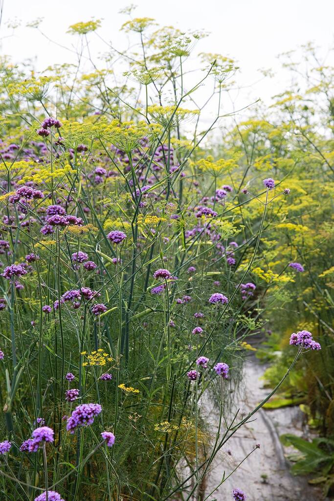 Insekthav Frømix - Billede 8