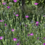 ØkoFrø Klinte Frø ca.1500 frø