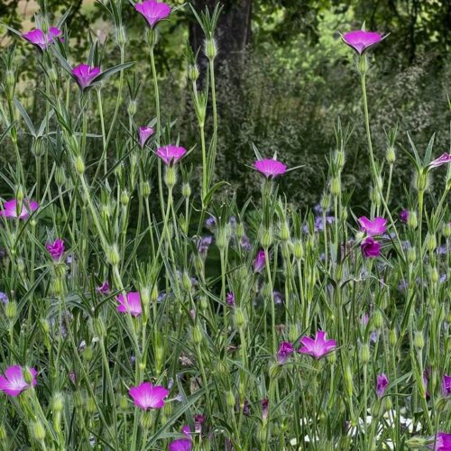 ØkoFrø Klinte Frø ca.1500 frø