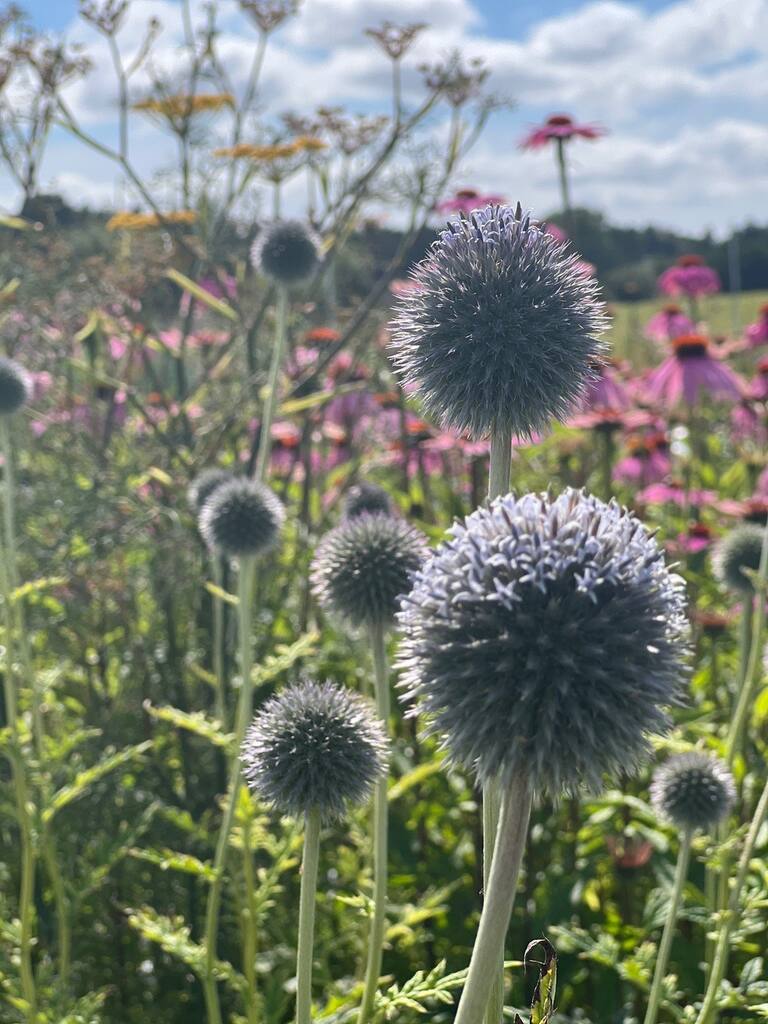 Insekthav Frømix - Billede 6