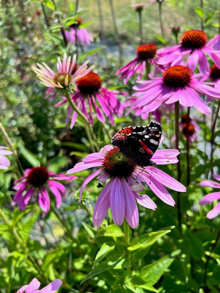 Insekthav Frømix - Billede 5