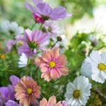 Blomsterfryd Frømix