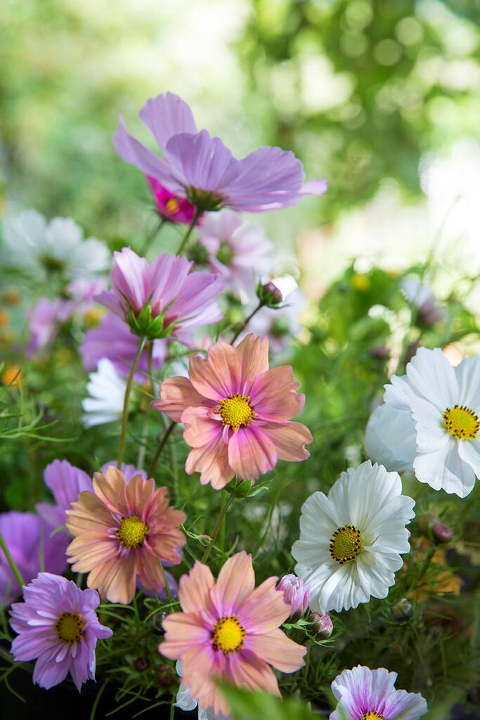 Insekthav Frømix - Billede 2