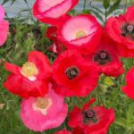 BLOMSTERBRAK STRIBER