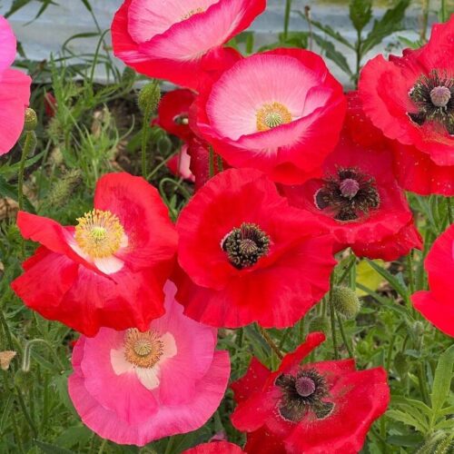 BLOMSTERBRAK STRIBER