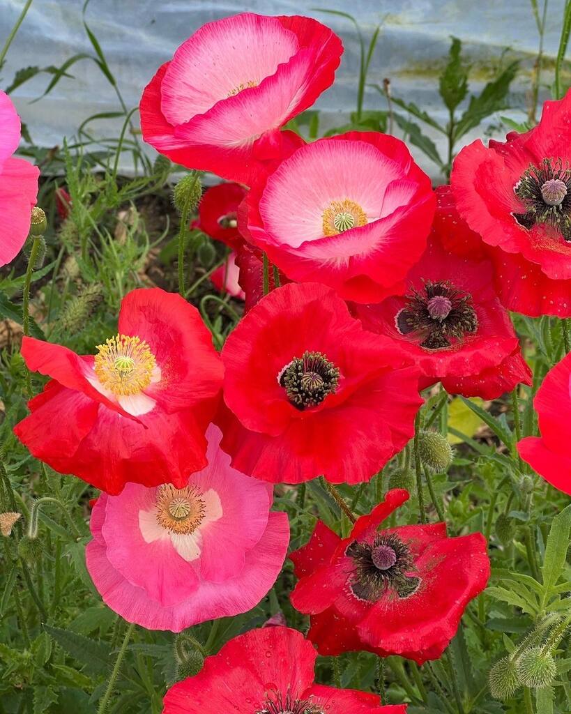 Insekthav Frømix - Billede 7