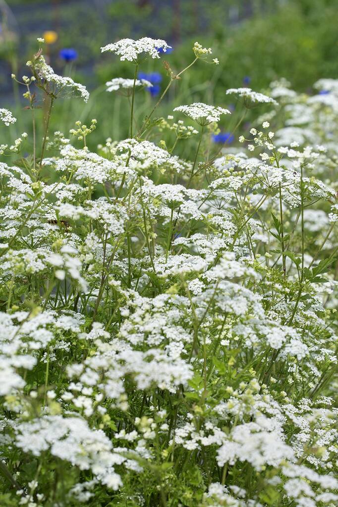 Insekthav Frømix - Billede 3