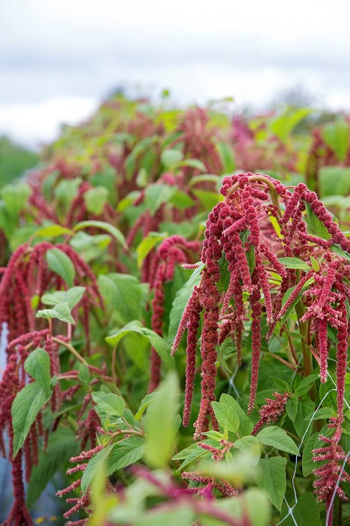 Spiselige blomster Frømix