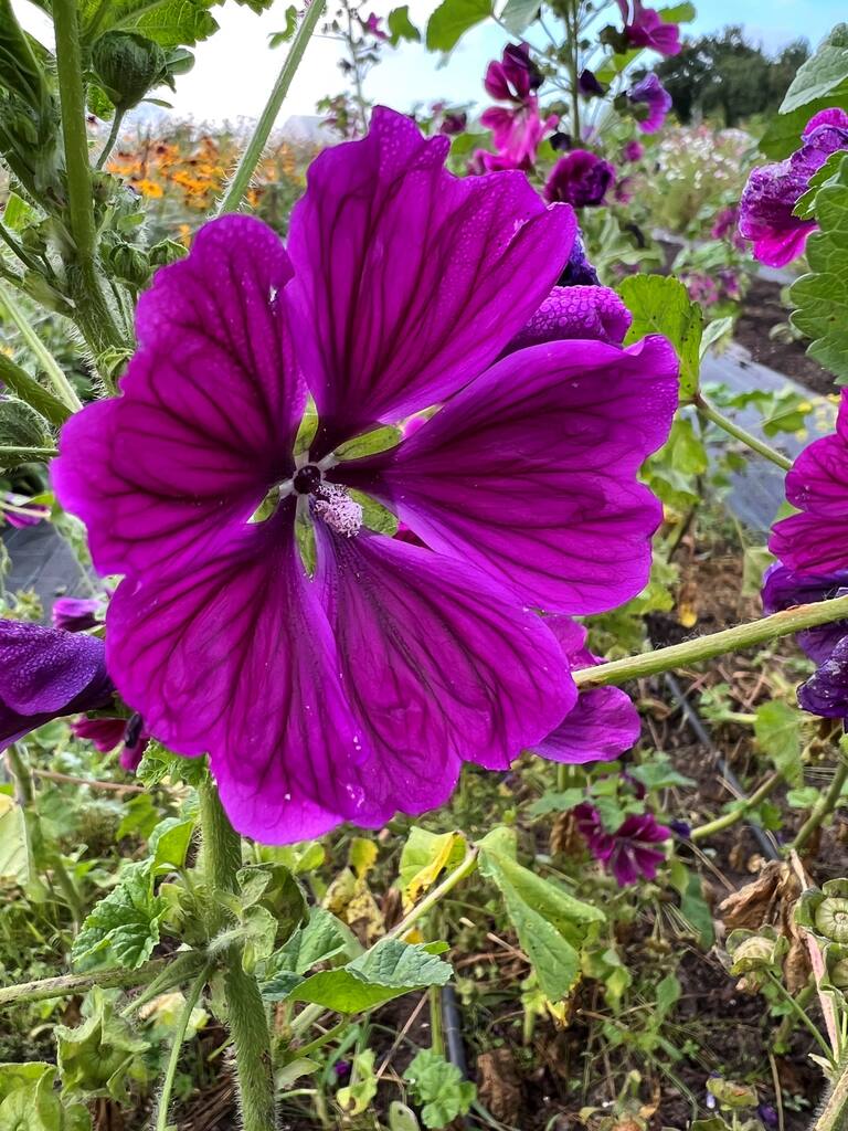 Spiselige blomster Frømix - Billede 3