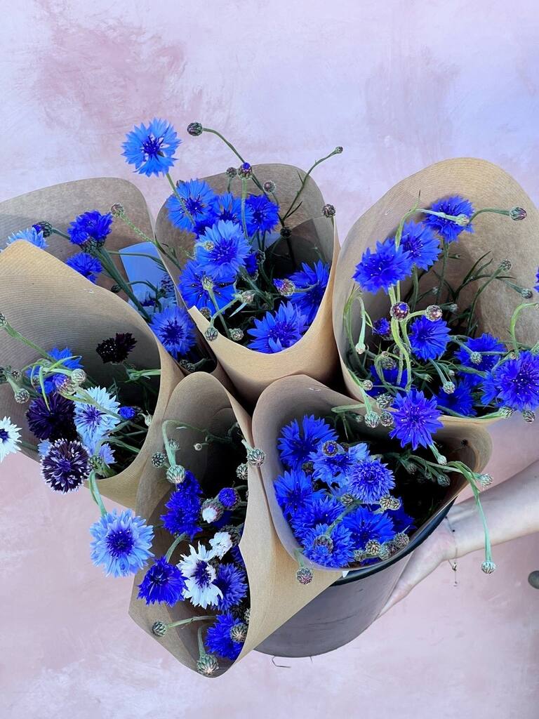 Spiselige blomster Frømix - Billede 5