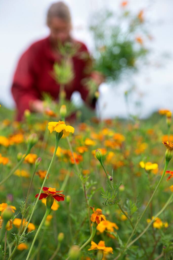 Spiselige blomster Frømix - Billede 4