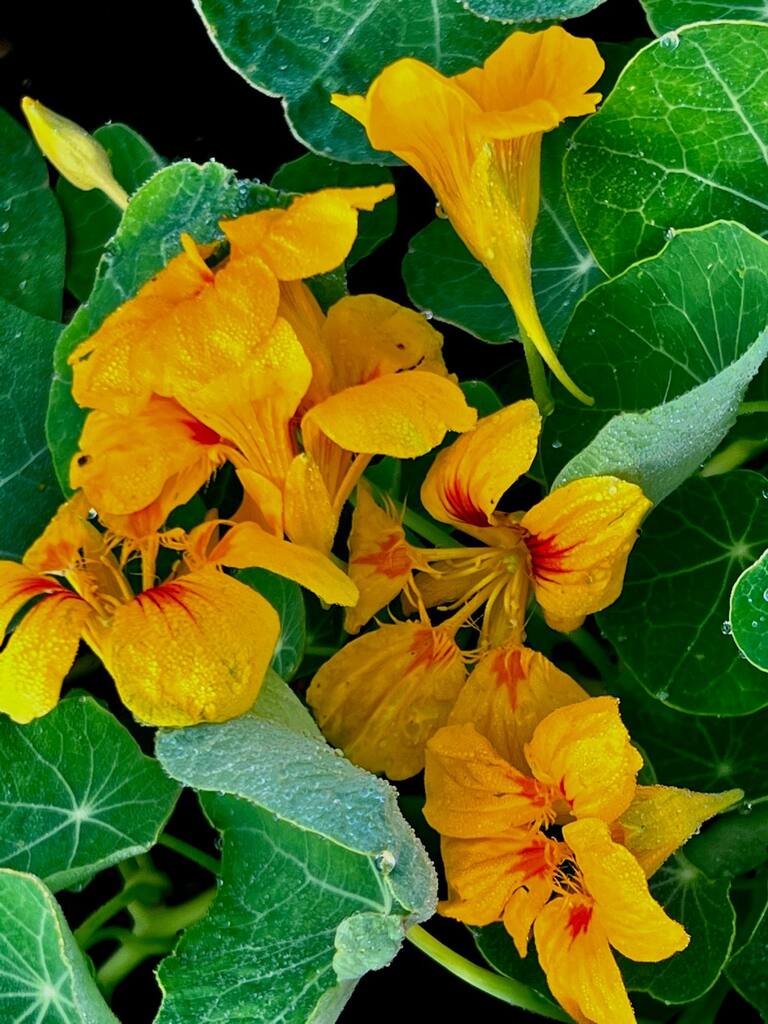 Spiselige blomster Frømix - Billede 7