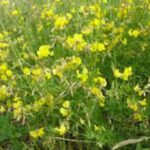 ØkoFrø Kællingetand Frø- ca. 1.000 frø