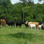 DSV- Specialblandinger