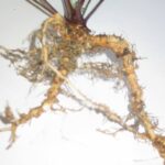 Legumino Lupin- podemiddel til 1 ha lupin - 400 g