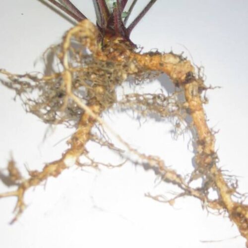 Legumino Lupin- podemiddel til 1 ha lupin - 400 g