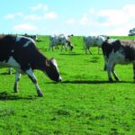 KP-ØkoFrø - blandinger