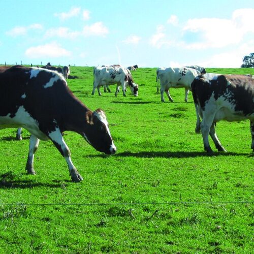 KP-ØkoFrø - blandinger