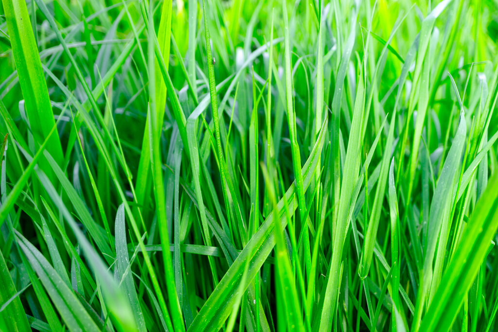 ØkoFrø CN-Landsberger - Billede 2