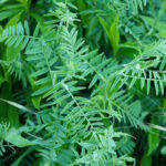 TerraLife-blandinger